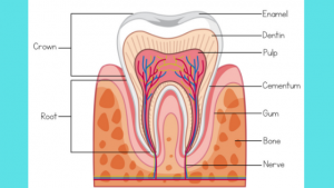 parts of the tooth